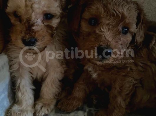 A Scr Sevi̇mli̇li̇k Ötesi̇ Toy Poodle görsel