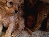 A Scr Sevi̇mli̇li̇k Ötesi̇ Toy Poodle