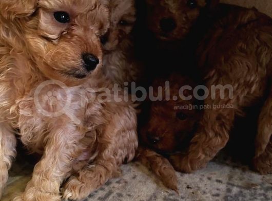 A Scr Sevi̇mli̇li̇k Ötesi̇ Toy Poodle görsel