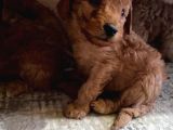 A Scr Sevi̇mli̇li̇k Ötesi̇ Toy Poodle