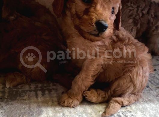 A Scr Sevi̇mli̇li̇k Ötesi̇ Toy Poodle görsel
