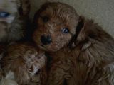 A Scr Sevi̇mli̇li̇k Ötesi̇ Toy Poodle