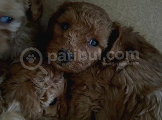 A Scr Sevi̇mli̇li̇k Ötesi̇ Toy Poodle görsel