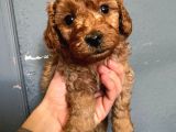 A SCR SEVİMLİLİK ÖTESİ TOY POODLE