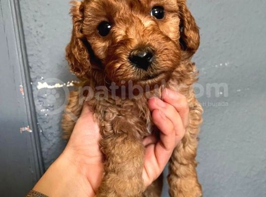 A Scr Sevi̇mli̇li̇k Ötesi̇ Toy Poodle