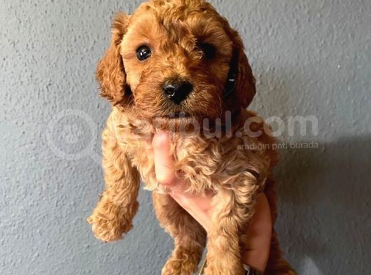 A Scr Sevi̇mli̇li̇k Ötesi̇ Toy Poodle görsel