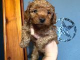 A Scr Sevi̇mli̇li̇k Ötesi̇ Toy Poodle