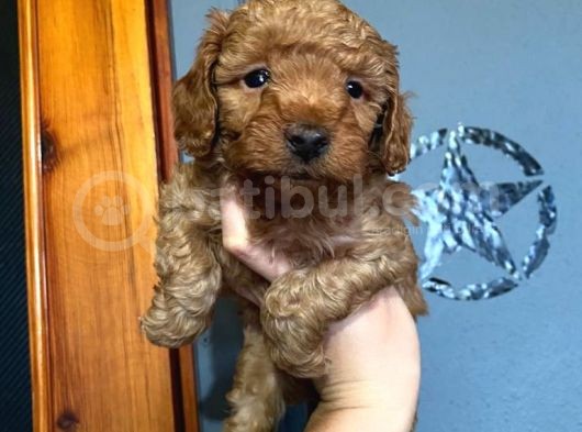 A Scr Sevi̇mli̇li̇k Ötesi̇ Toy Poodle görsel