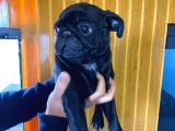 Kari̇zma Pug Bebekler