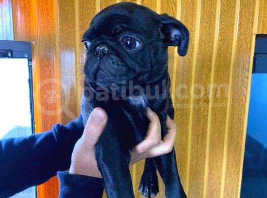 Kari̇zma Pug Bebekler görsel