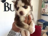 Safkan Muhteşem Kizil Husky Si̇bi̇rya Kurdu
