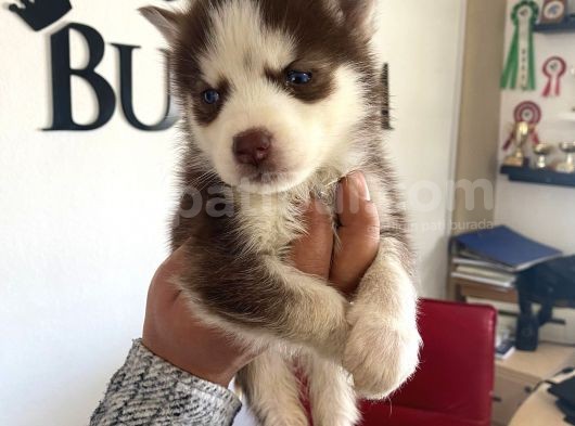 Safkan Muhteşem Kizil Husky Si̇bi̇rya Kurdu görsel