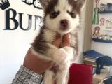Safkan Muhteşem Kizil Husky Si̇bi̇rya Kurdu