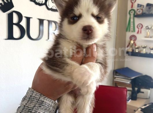 Safkan Muhteşem Kizil Husky Si̇bi̇rya Kurdu görsel