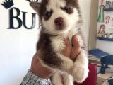 SAFKAN MUHTEŞEM KIZIL HUSKY SİBİRYA KURDU