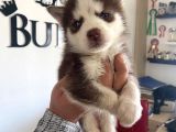 Safkan Muhteşem Kizil Husky Si̇bi̇rya Kurdu
