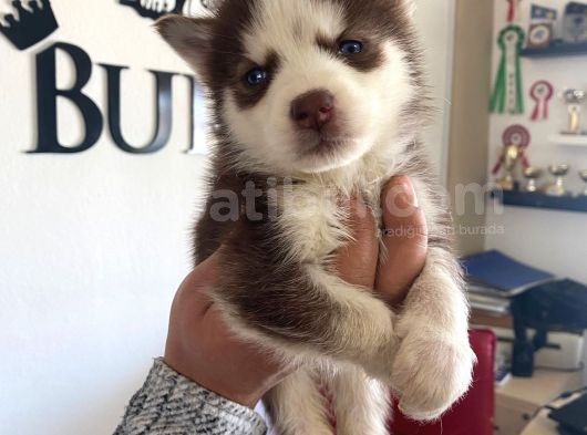 Safkan Muhteşem Kizil Husky Si̇bi̇rya Kurdu görsel