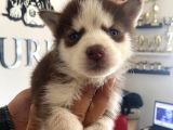 Safkan Muhteşem Kizil Husky Si̇bi̇rya Kurdu