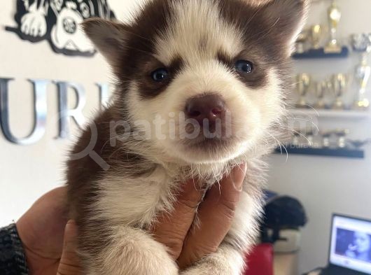 Safkan Muhteşem Kizil Husky Si̇bi̇rya Kurdu görsel