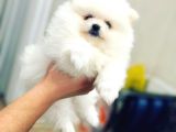Orijinal Tedy Bear Pomeranian Bebeklerimiz