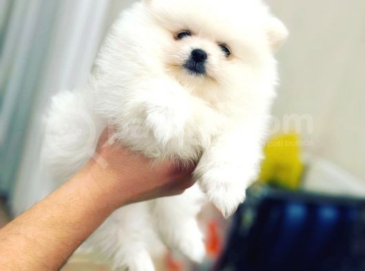 Orijinal Tedy Bear Pomeranian Bebeklerimiz görsel
