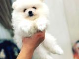 Orijinal Tedy Bear Pomeranian Bebeklerimiz