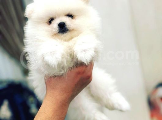 Orijinal Tedy Bear Pomeranian Bebeklerimiz görsel