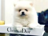 Orijinal Tedy Bear Pomeranian Bebeklerimiz