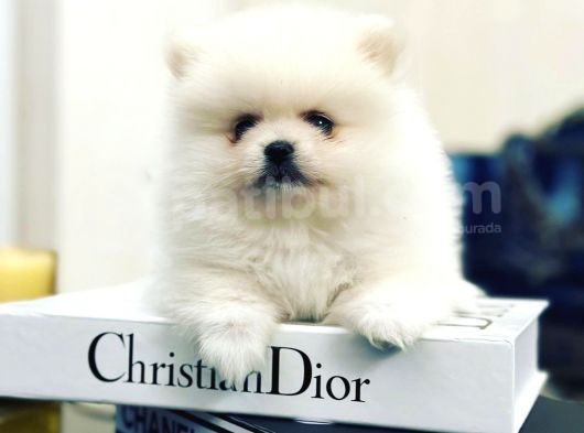 Orijinal Tedy Bear Pomeranian Bebeklerimiz görsel