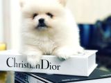 Orijinal tedy bear Pomeranian bebeklerimiz