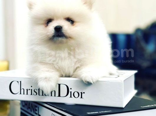 Orijinal Tedy Bear Pomeranian Bebeklerimiz