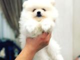 Orijinal Tedy Bear Pomeranian Bebeklerimiz