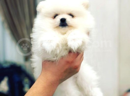 Orijinal Tedy Bear Pomeranian Bebeklerimiz görsel
