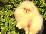 Teddybear Dostumuz Sizinle