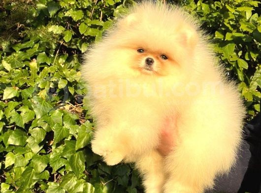 Teddybear Dostumuz Sizinle görsel