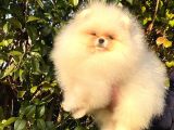 Teddybear dostumuz sizinle