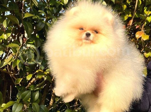 Teddybear Dostumuz Sizinle