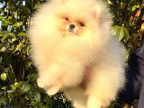 Teddybear Dostumuz Sizinle
