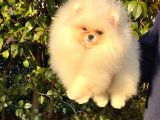 Teddybear Dostumuz Sizinle