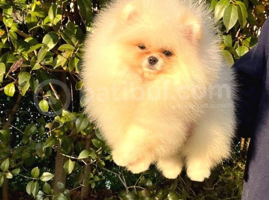 Teddybear Dostumuz Sizinle görsel
