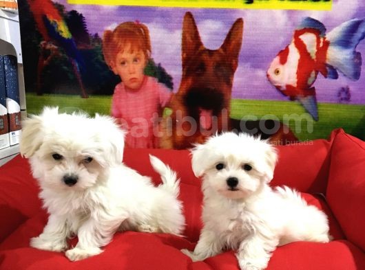 Vonalp Pet Garanti̇li̇ Maltese Yavrularimiz görsel