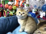VONALP PET GARANTSİYLE BRİTİSH SHORTHAİR YAVRULARIMIZ