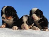 Bernese Mountain Dog Yavrulari Sanslipatilerde