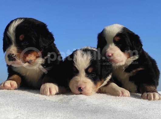 Bernese Mountain Dog Yavrulari Sanslipatilerde görsel