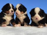 Bernese Mountain Dog Yavrulari Sanslipatilerde