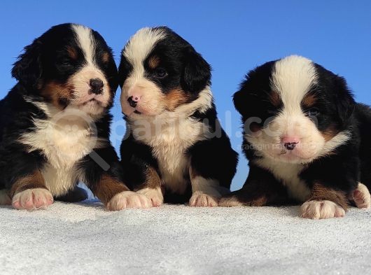 Bernese Mountain Dog Yavrulari Sanslipatilerde görsel