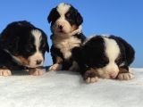 Bernese Mountain Dog Yavrulari Sanslipatilerde
