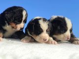 Bernese Mountain Dog Yavrulari Sanslipatilerde
