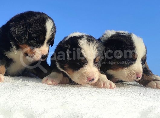 Bernese Mountain Dog Yavrulari Sanslipatilerde görsel