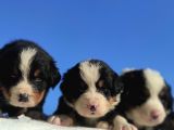 Bernese Mountain Dog Yavrulari Sanslipatilerde